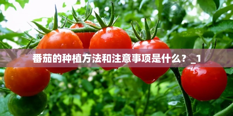 番茄的种植方法和注意事项是什么？_1