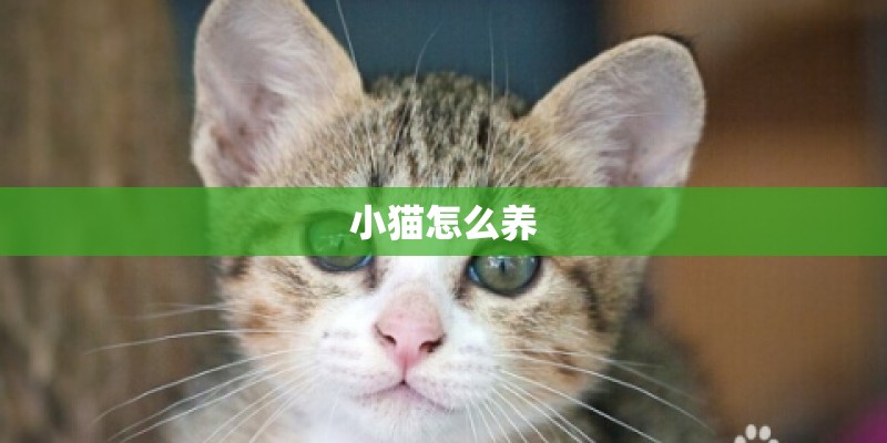小猫怎么养