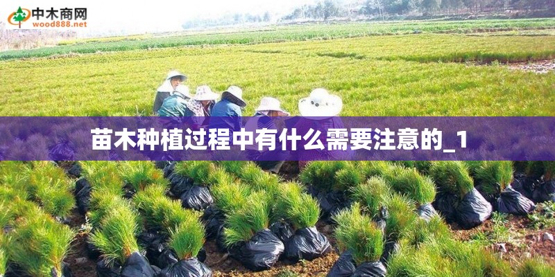 苗木种植过程中有什么需要注意的_1