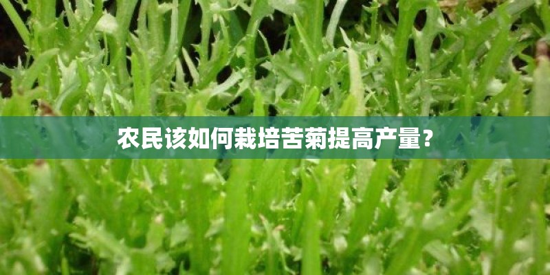 农民该如何栽培苦菊提高产量？
