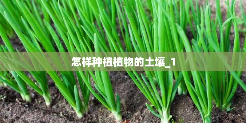 怎样种植植物的土壤_1