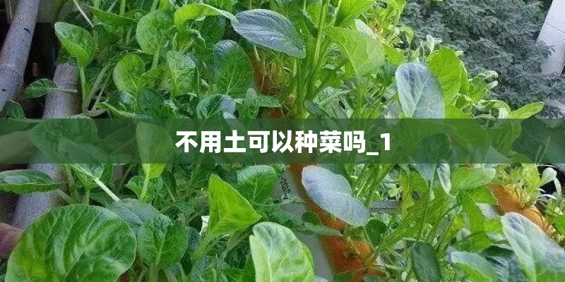 不用土可以种菜吗_1