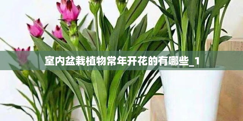 室内盆栽植物常年开花的有哪些_1