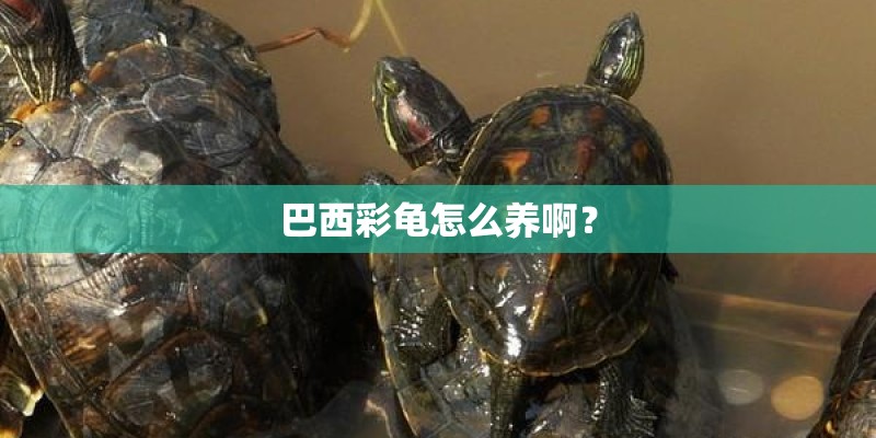巴西彩龟怎么养啊? 巴西彩龟怎么养啊?