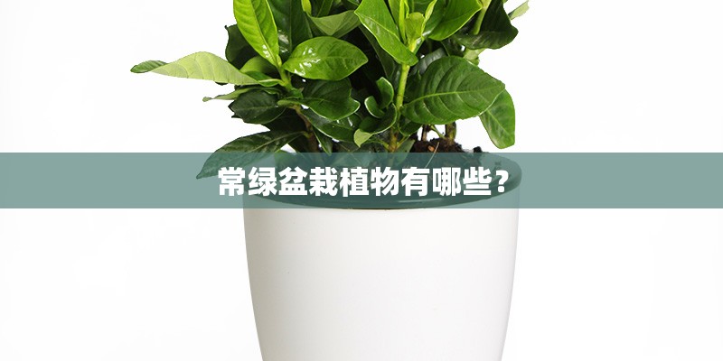 常绿盆栽植物有哪些? 常绿盆栽植物有哪些?