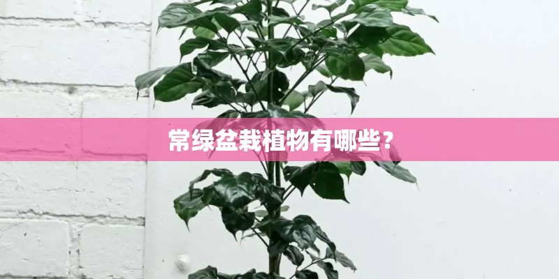常绿盆栽植物有哪些? 常绿盆栽植物有哪些?
