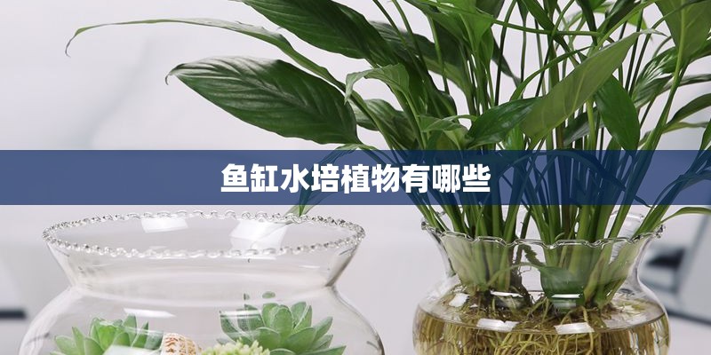 鱼缸水培植物有哪些