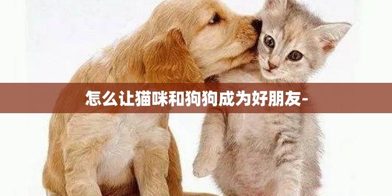 怎么让猫咪和狗狗成为好朋友- 怎么让猫咪和狗狗成为好朋友-