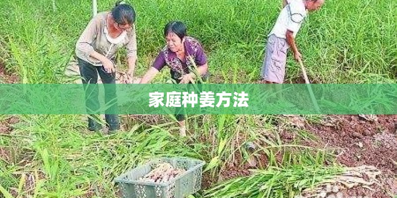 家庭种姜方法 家庭种姜方法