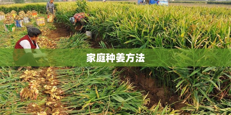 家庭种姜方法 家庭种姜方法