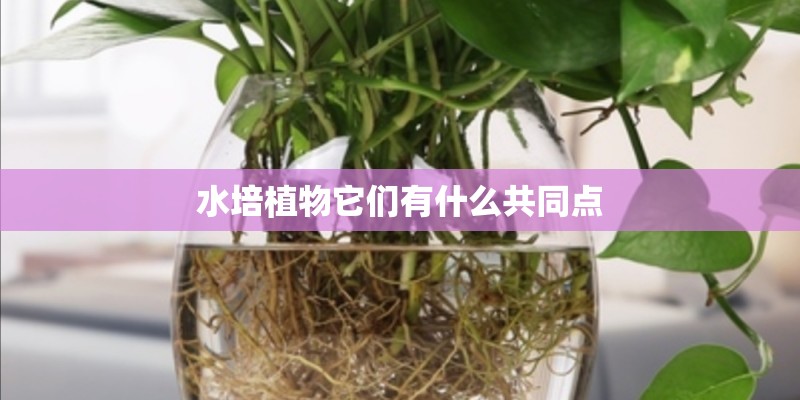 水培植物它们有什么共同点