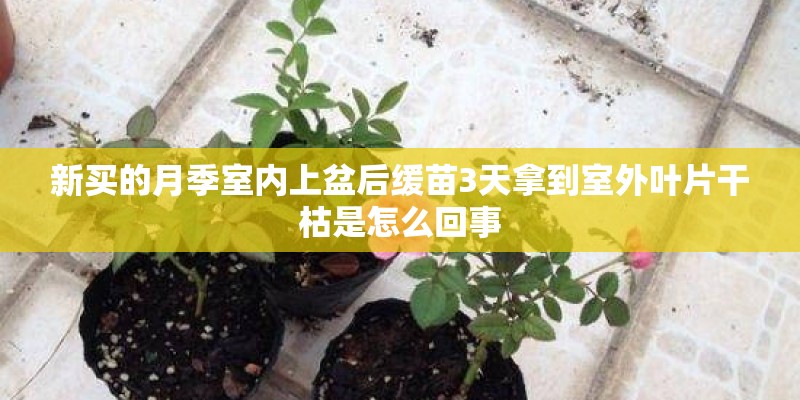 新买的月季室内上盆后缓苗3天拿到室外叶片干枯是怎么回事 新买的月季室内上盆后缓苗3天拿到室外叶片干枯是怎么回事