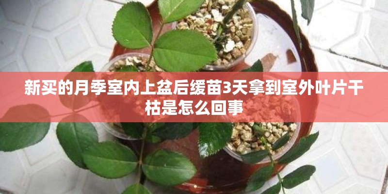 新买的月季室内上盆后缓苗3天拿到室外叶片干枯是怎么回事 新买的月季室内上盆后缓苗3天拿到室外叶片干枯是怎么回事