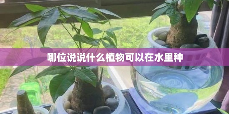 哪位说说什么植物可以在水里种 哪位说说什么植物可以在水里种
