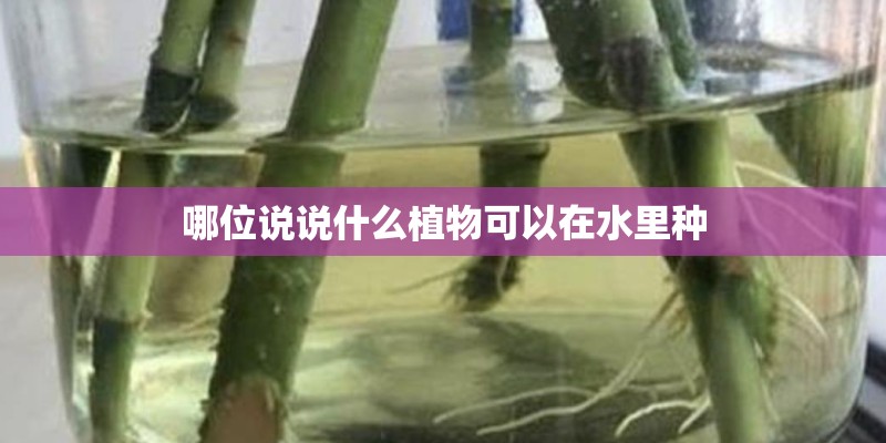 哪位说说什么植物可以在水里种 哪位说说什么植物可以在水里种