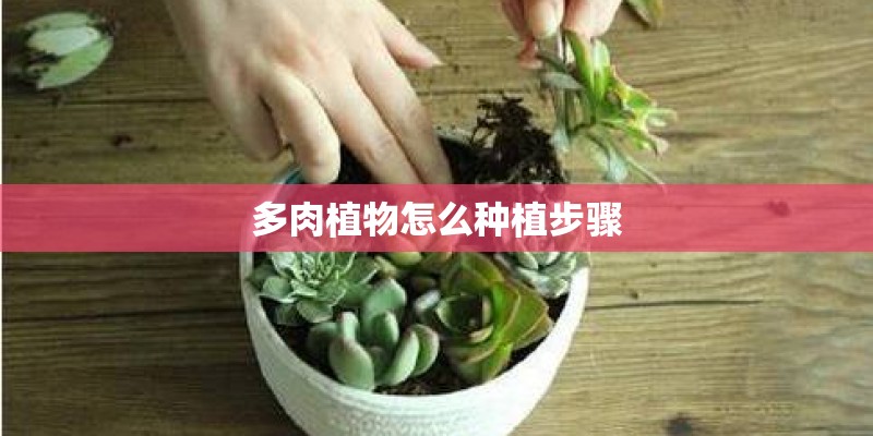 多肉植物怎么种植步骤 多肉植物怎么种植步骤