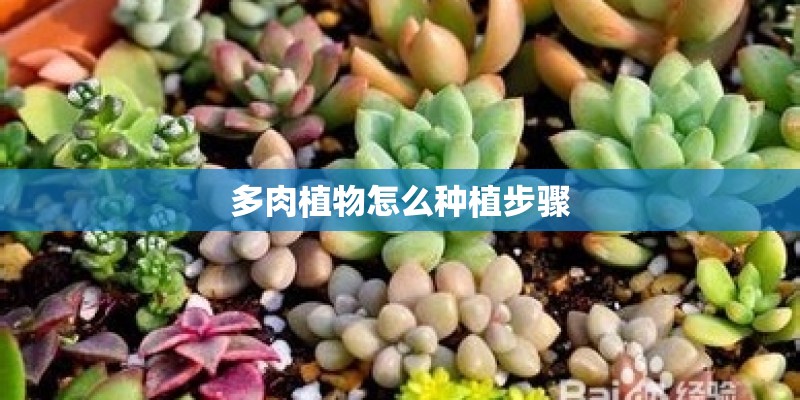 多肉植物怎么种植步骤 多肉植物怎么种植步骤