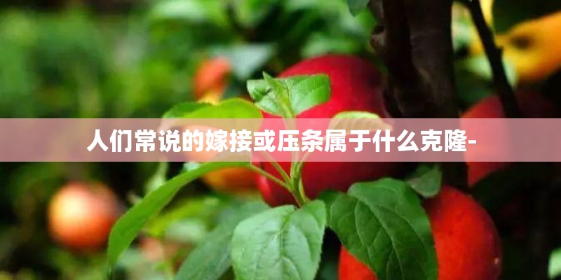 人们常说的嫁接或压条属于什么克隆- 人们常说的嫁接或压条属于什么克隆-