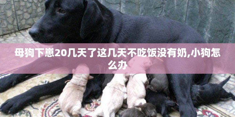 母狗下崽20几天了这几天不吃饭没有奶,小狗怎么办