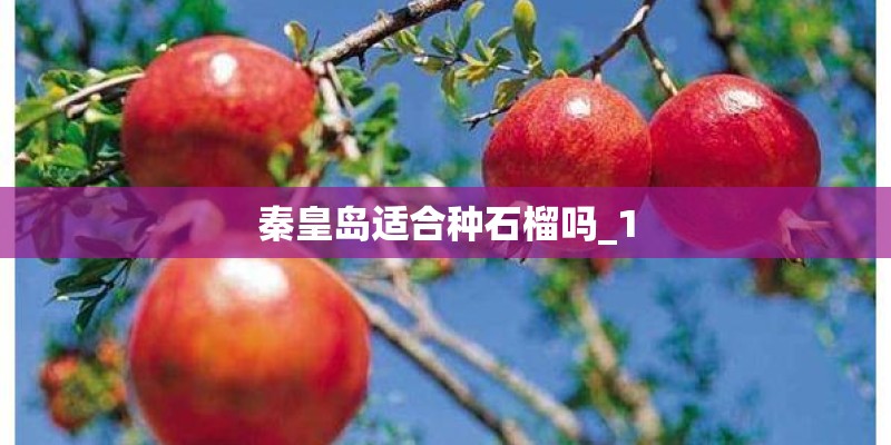 秦皇岛适合种石榴吗_1 秦皇岛适合种石榴吗_1