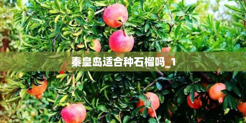秦皇岛适合种石榴吗_1 秦皇岛适合种石榴吗_1