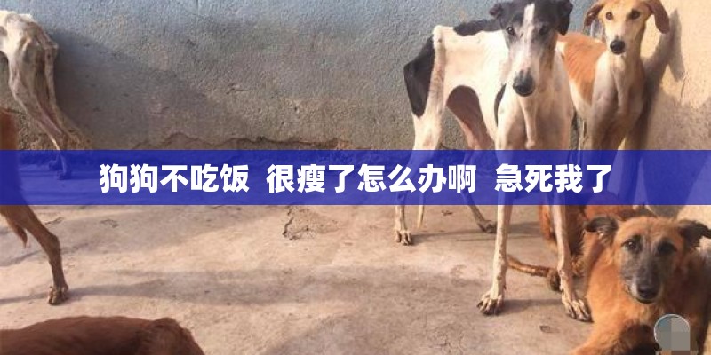 狗狗不吃饭 很瘦了怎么办啊 急死我了 狗狗不吃饭 很瘦了怎么办啊 急死我了
