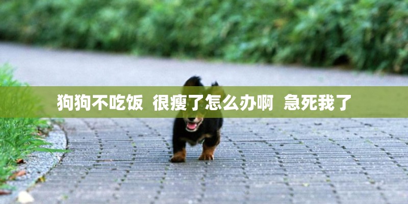 狗狗不吃饭 很瘦了怎么办啊 急死我了 狗狗不吃饭 很瘦了怎么办啊 急死我了