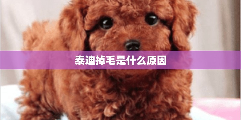 泰迪掉毛是什么原因