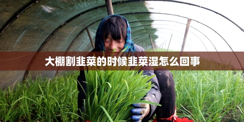 大棚割韭菜的时候韭菜湿怎么回事 大棚割韭菜的时候韭菜湿怎么回事