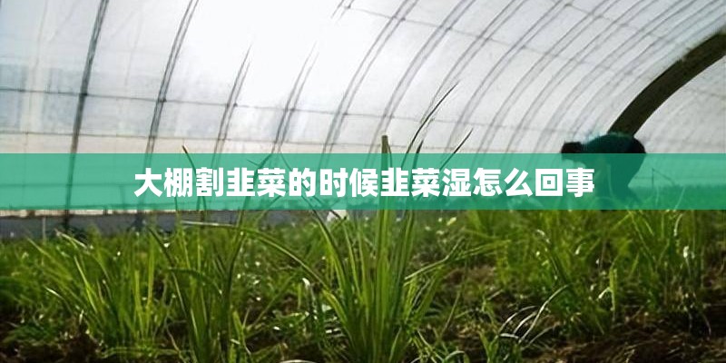 大棚割韭菜的时候韭菜湿怎么回事 大棚割韭菜的时候韭菜湿怎么回事