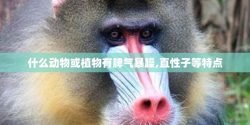 什么动物或植物有脾气暴躁,直性子等特点