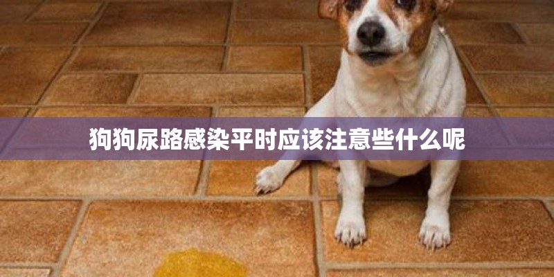 狗狗尿路感染平时应该注意些什么呢 狗狗尿路感染平时应该注意些什么呢
