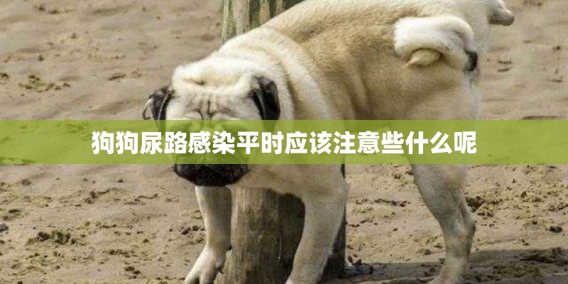 狗狗尿路感染平时应该注意些什么呢 狗狗尿路感染平时应该注意些什么呢