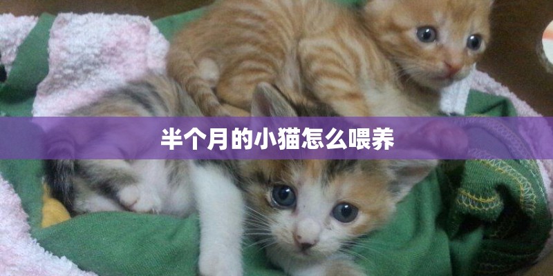 半个月的小猫怎么喂养