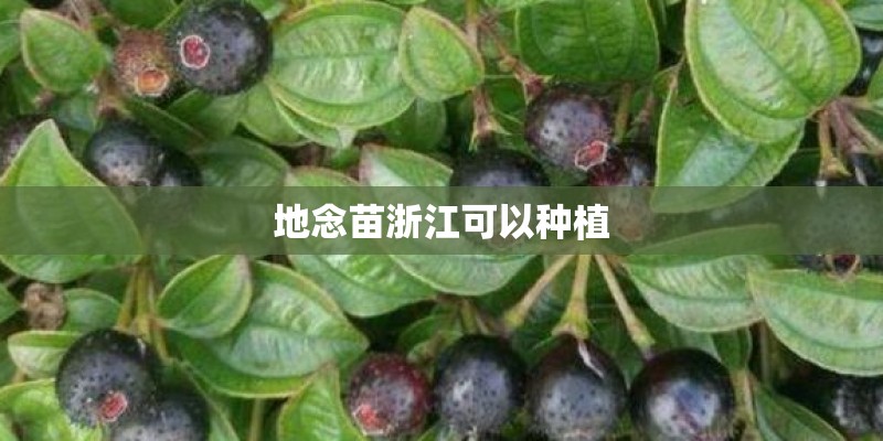 地念苗浙江可以种植