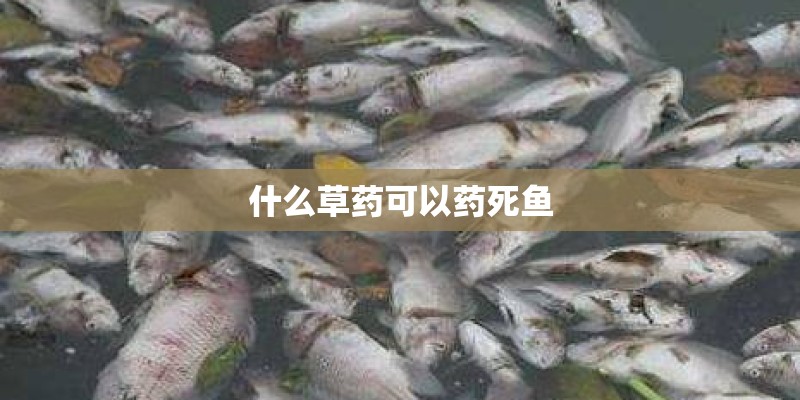什么草药可以药死鱼