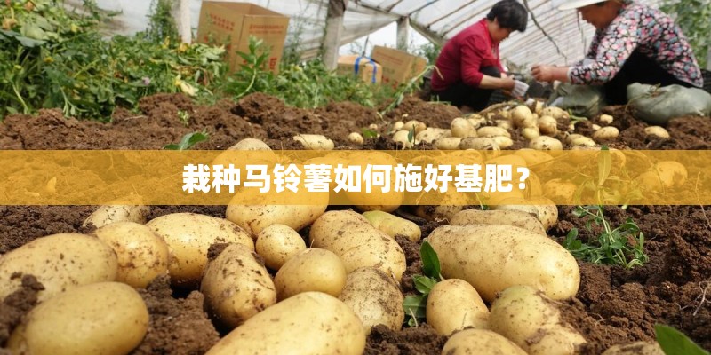 栽种马铃薯如何施好基肥？