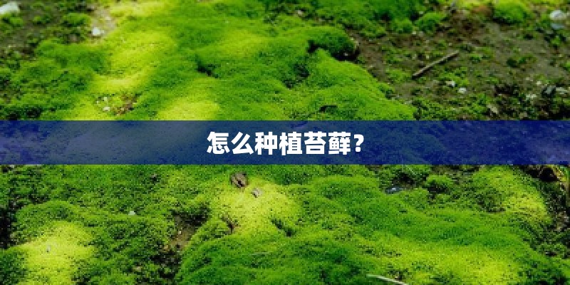怎么种植苔藓？