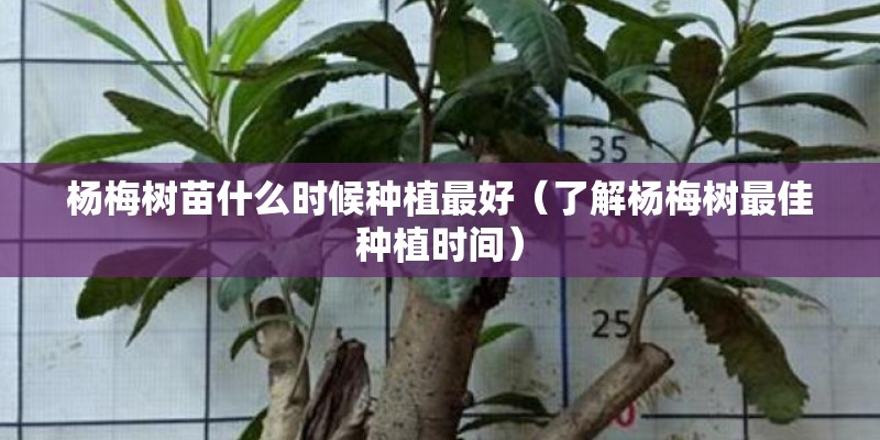 杨梅树苗什么时候种植最好（了解杨梅树最佳种植时间）