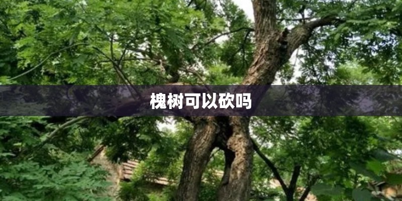 槐树可以砍吗 槐树可以砍吗