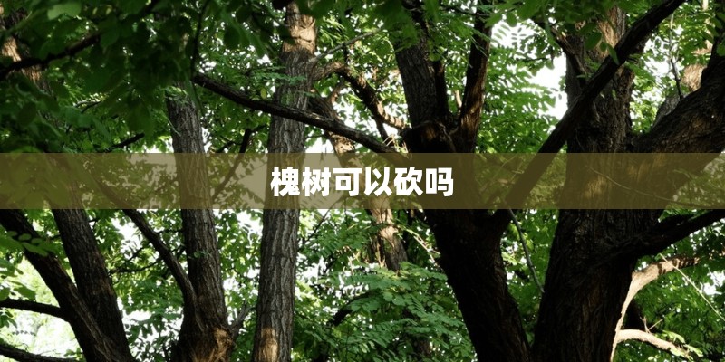 槐树可以砍吗 槐树可以砍吗