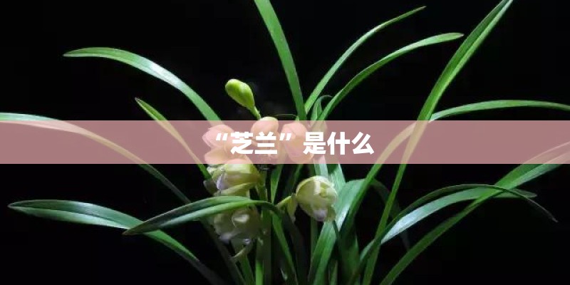 “芝兰”是什么