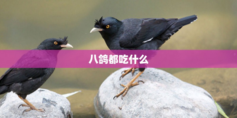 八鸽都吃什么