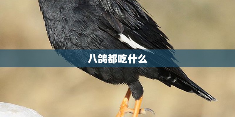 八鸽都吃什么 八鸽都吃什么