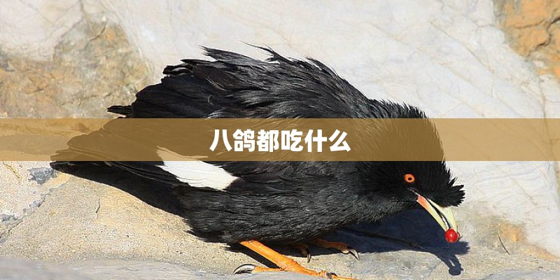 八鸽都吃什么 八鸽都吃什么