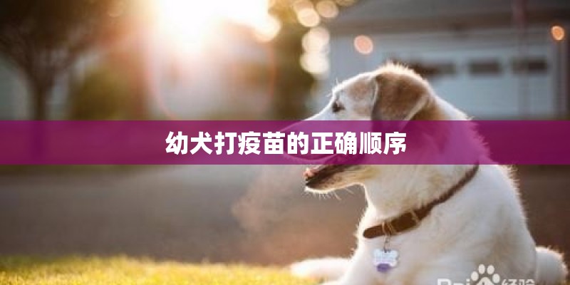 幼犬打疫苗的正确顺序