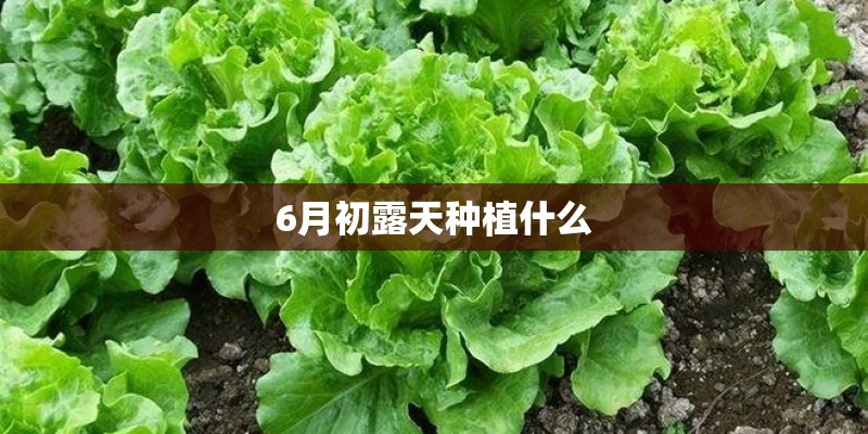 6月初露天种植什么