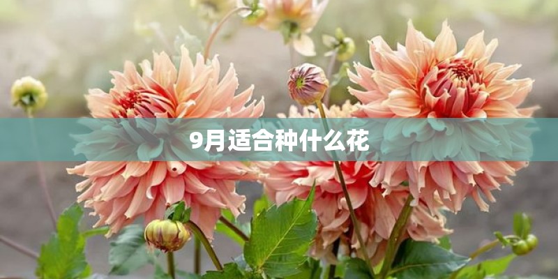 9月适合种什么花
