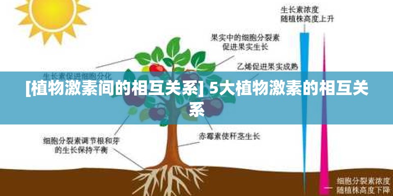 [植物激素间的相互关系] 5大植物激素的相互关系
