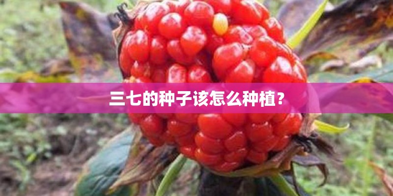 三七的种子该怎么种植？
